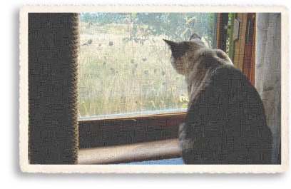 Aimee's cat, Sadie, enjoys the sight of Bird Fest from her window in Taos, New Mexico.